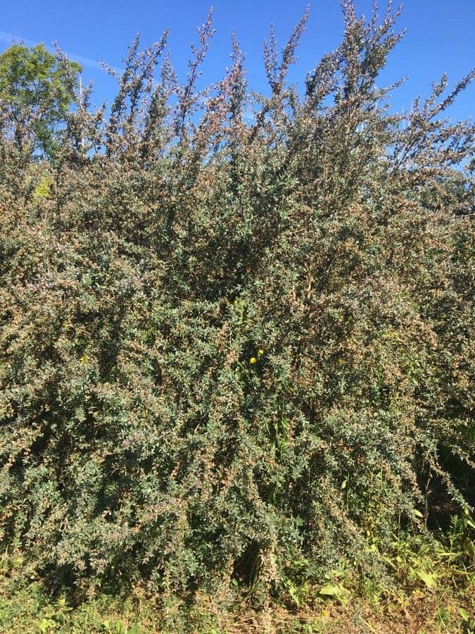 Wolliges Teebaum 5