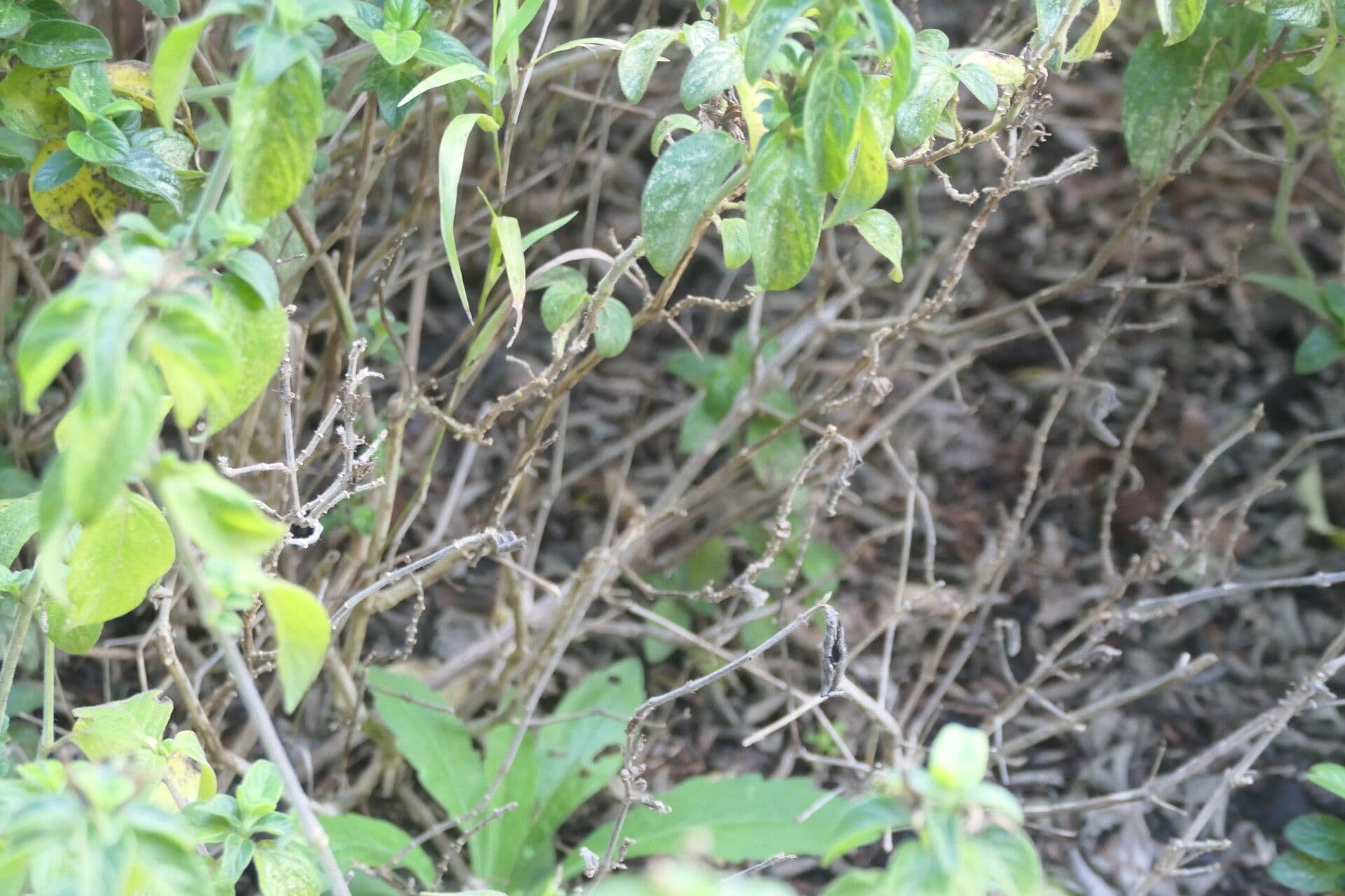 Barleria 13