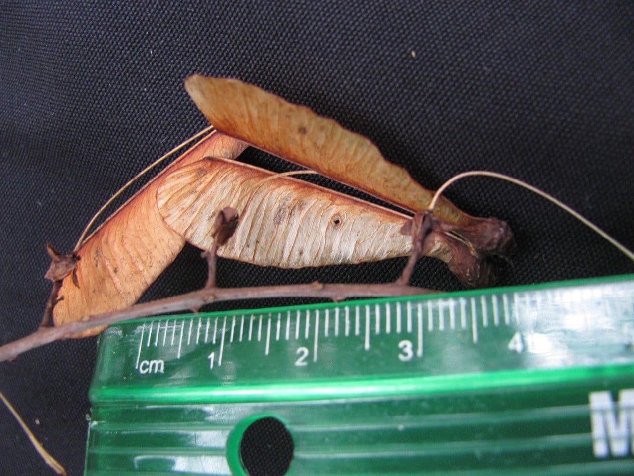 Traubige Serjania 3