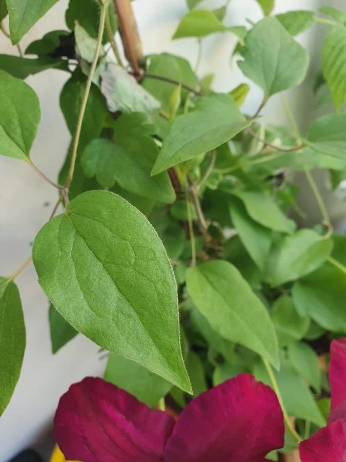 Clematis 10