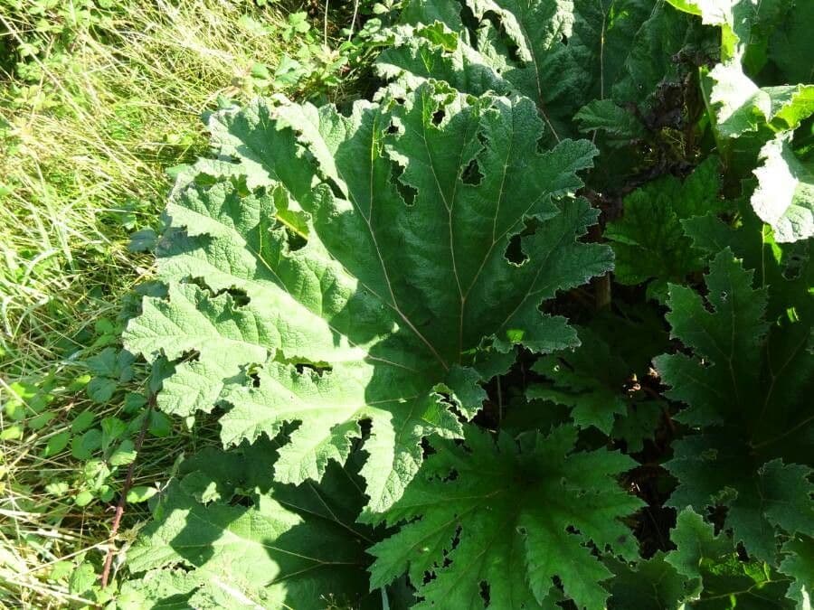 Gunnera tinctoria 19