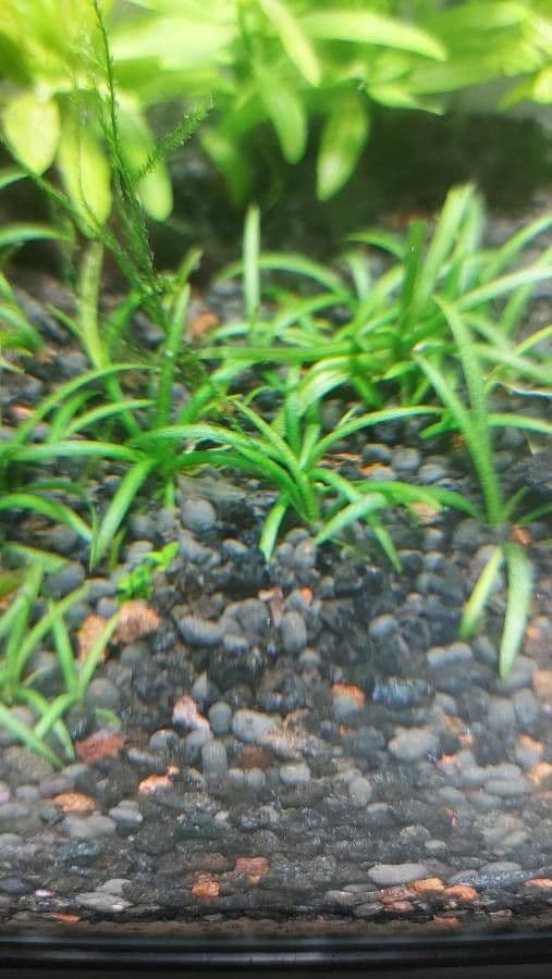 Sagittaria 2