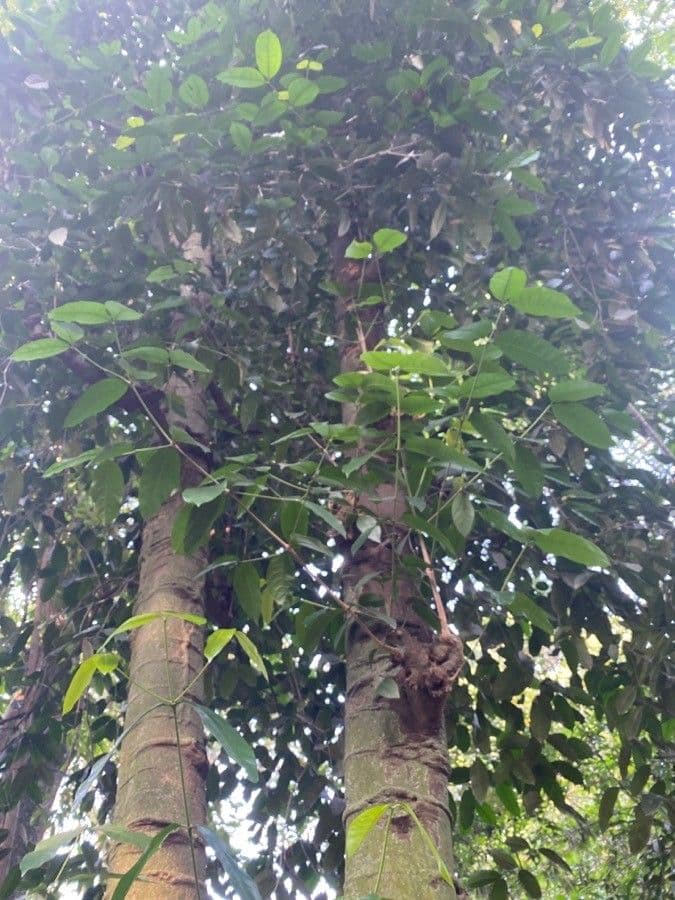 Gnetum gnemon 15