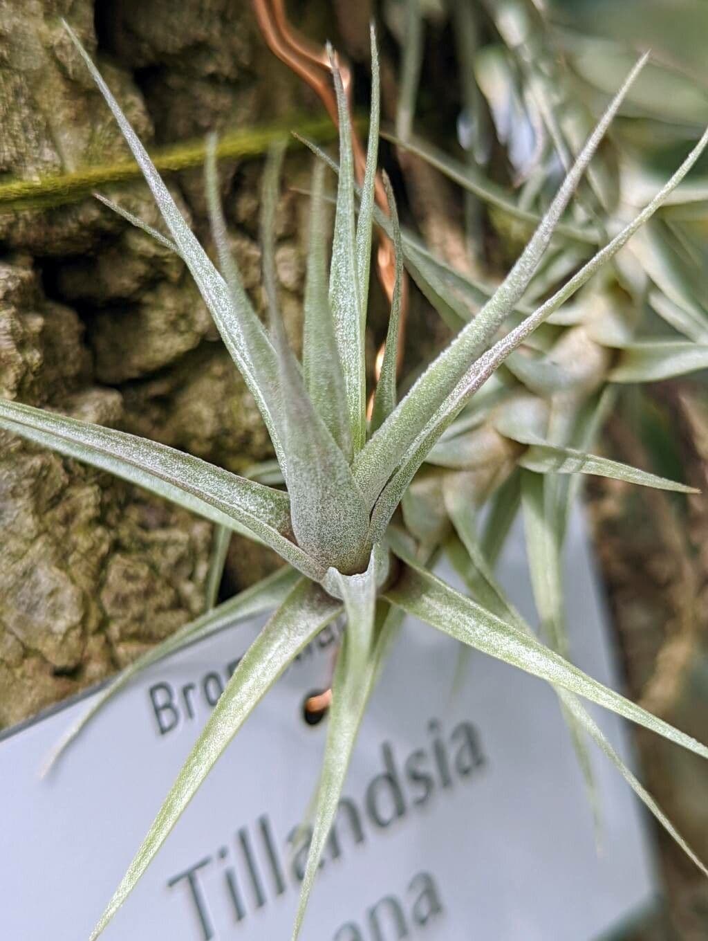 Tillandsia nana 2