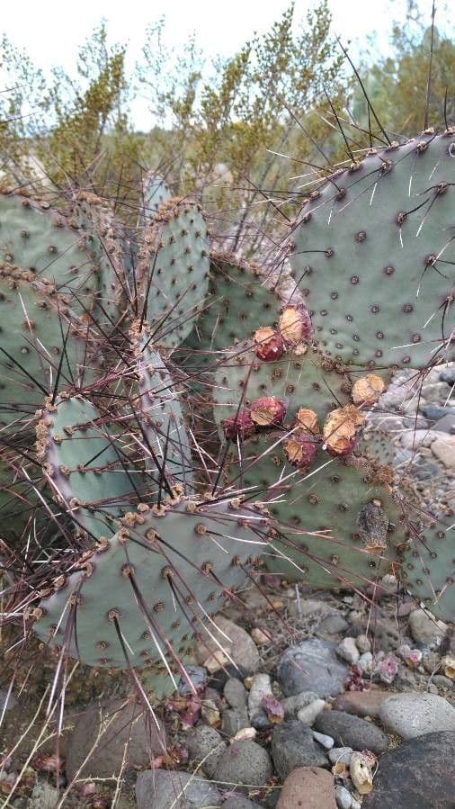 Opuntia macrocentra 2