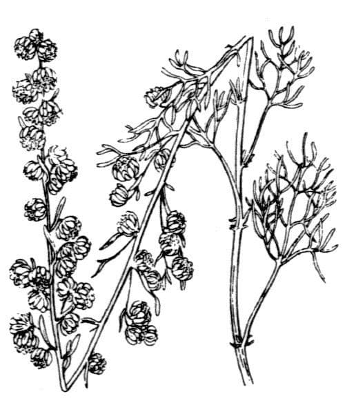 Weiße Artemisia 38