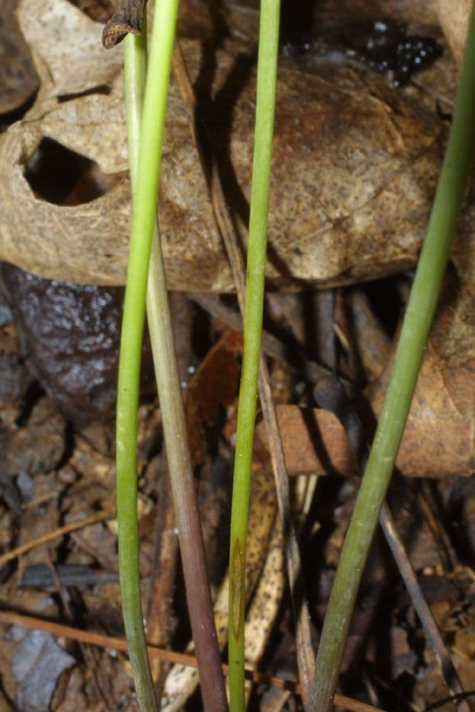 Jeffersonia diphylla 3