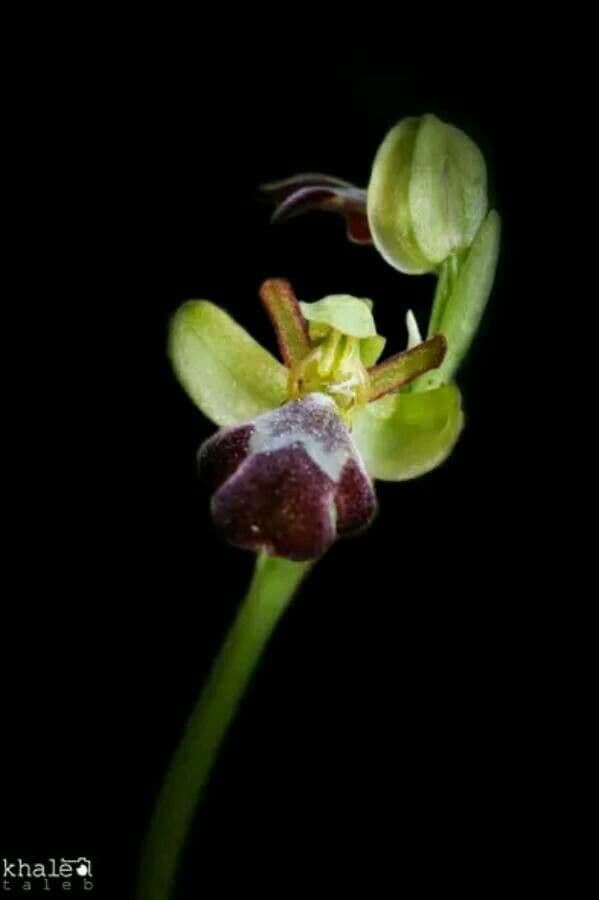 Ophrys