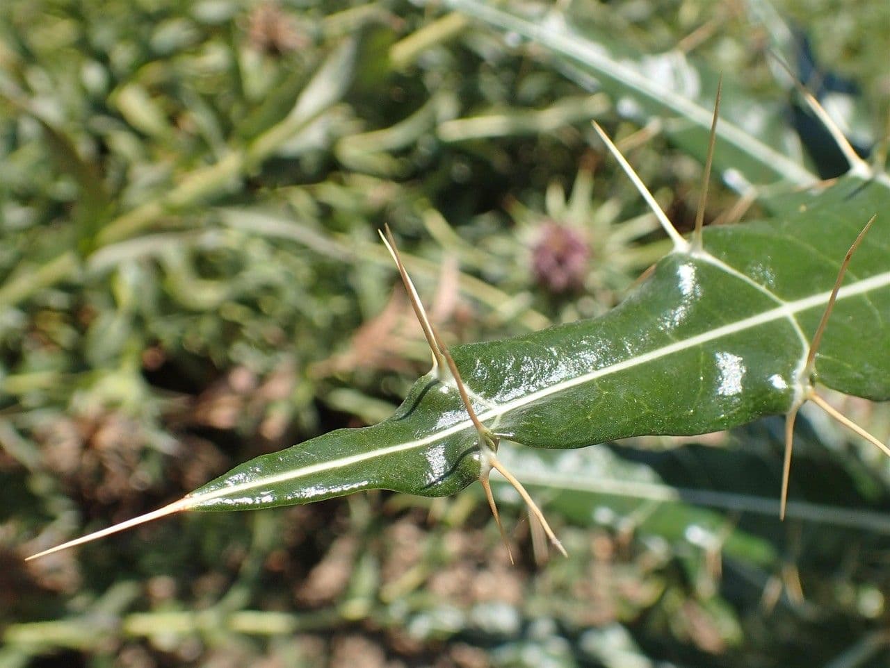 Ptilostemon casabonae 21