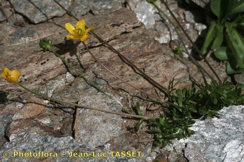 Ranuncolo basso