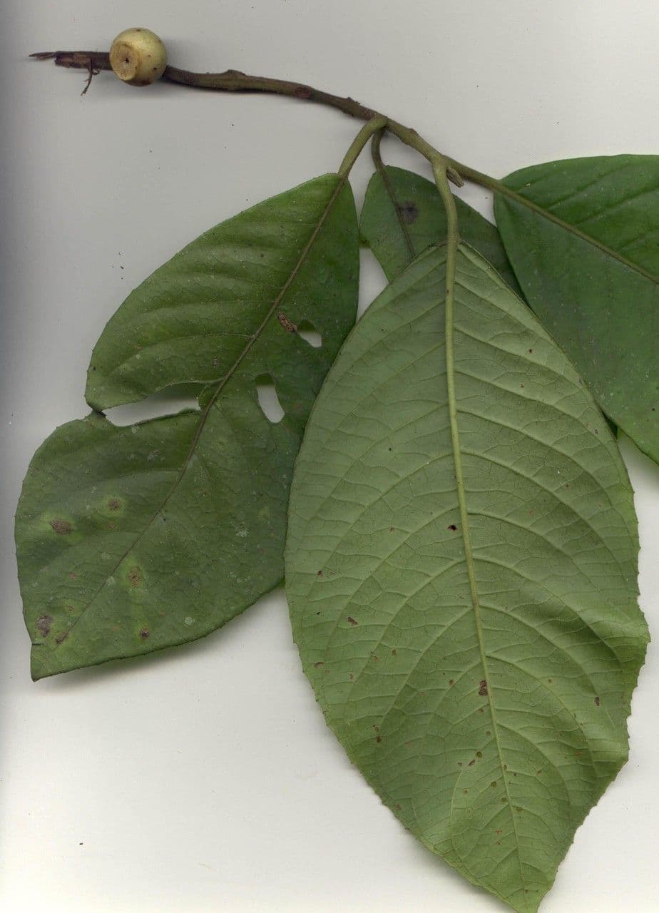 Siparuna pauciflora 12