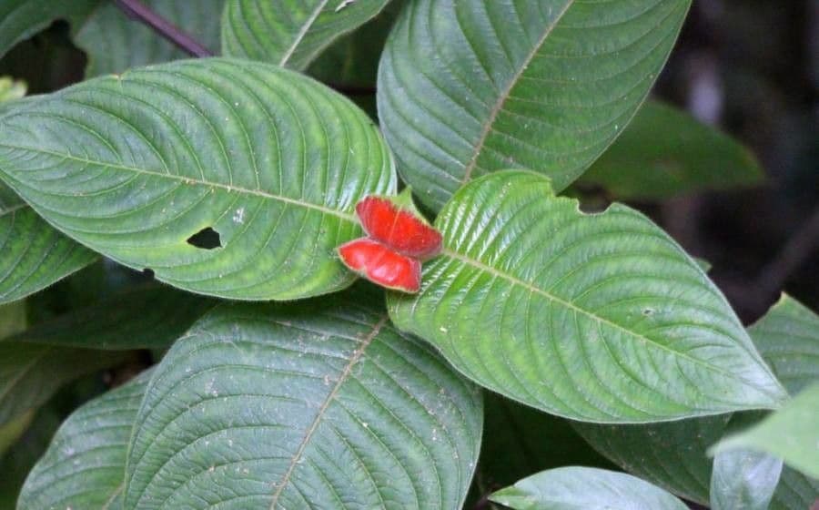 Palicourea tomentosa 11