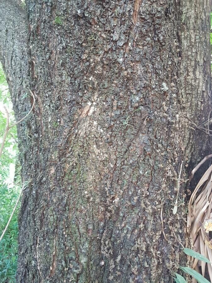 Terminalia 4
