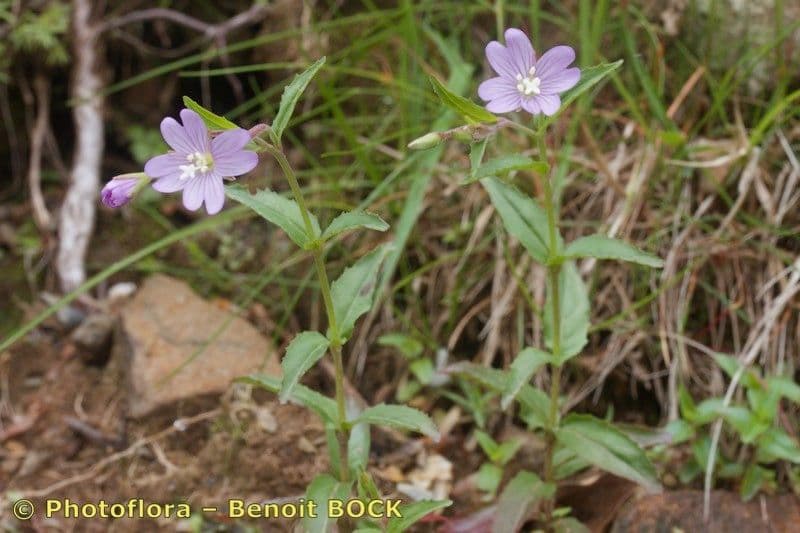Epilobium 7