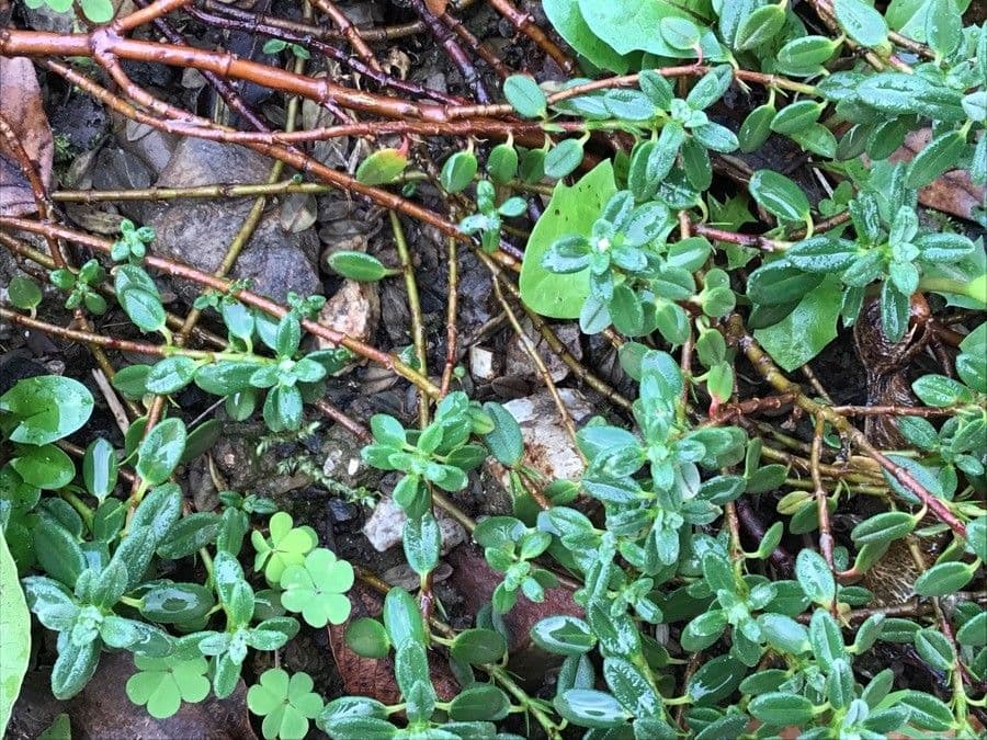 Helianthemum croceum 7