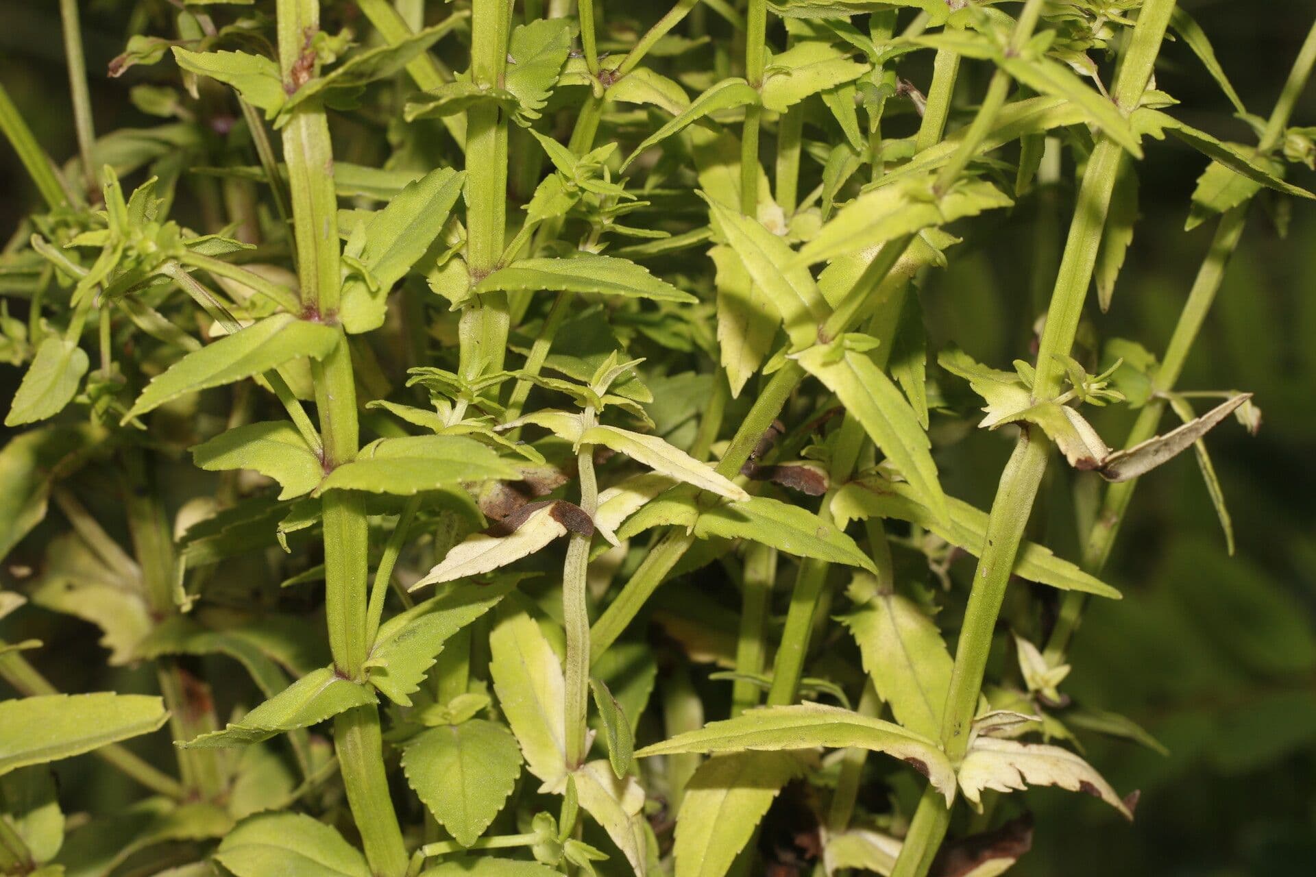 Bacopa laxiflora 4