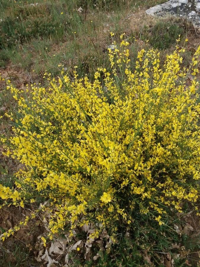 Ginestra cenerina 8