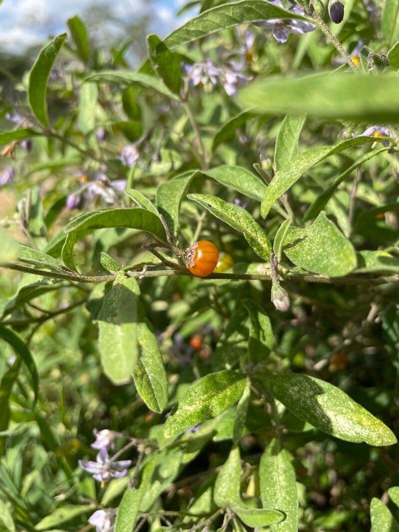 Solanum 5