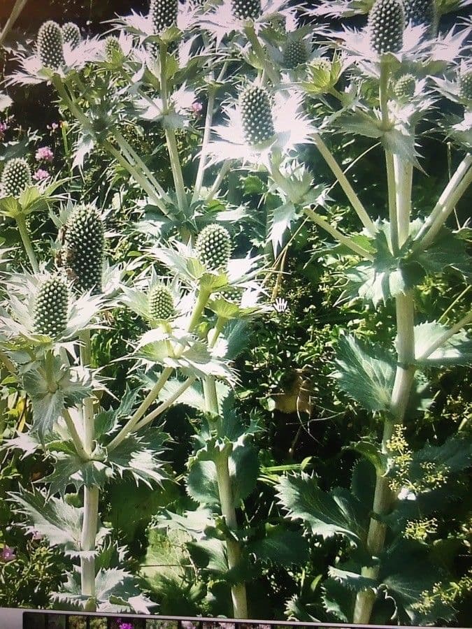 Panicaut géant 8