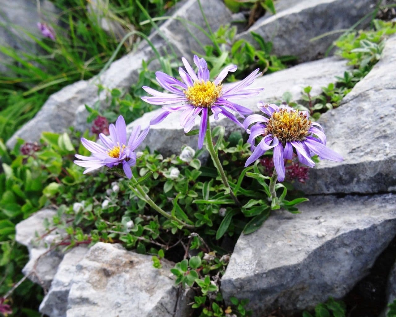 Alpen-Aster 12