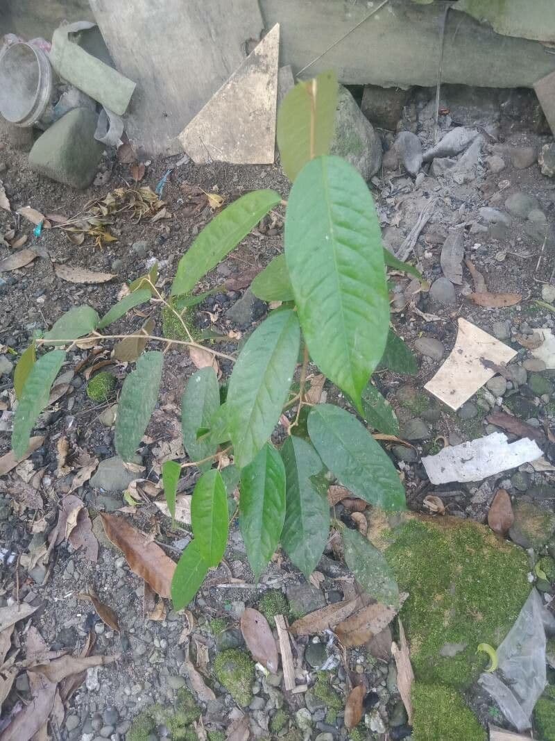 Durian 15