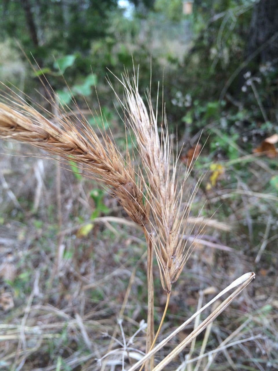 Elymus virginicus 4