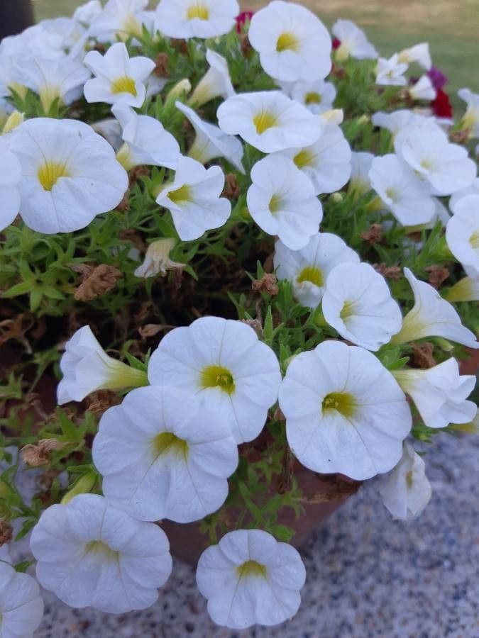 Kleinblütige Kalibrachoa 22