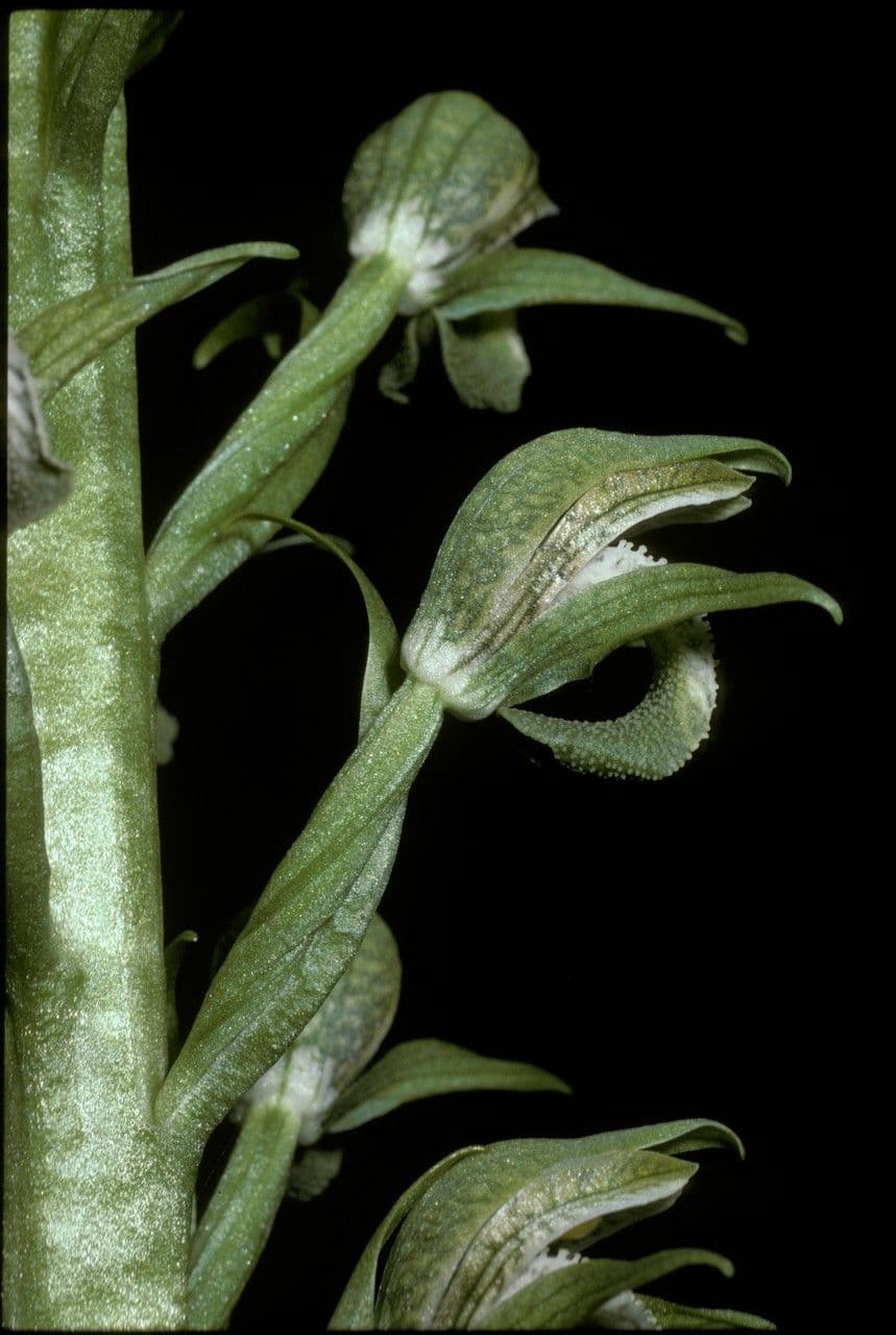 Chloraea 3