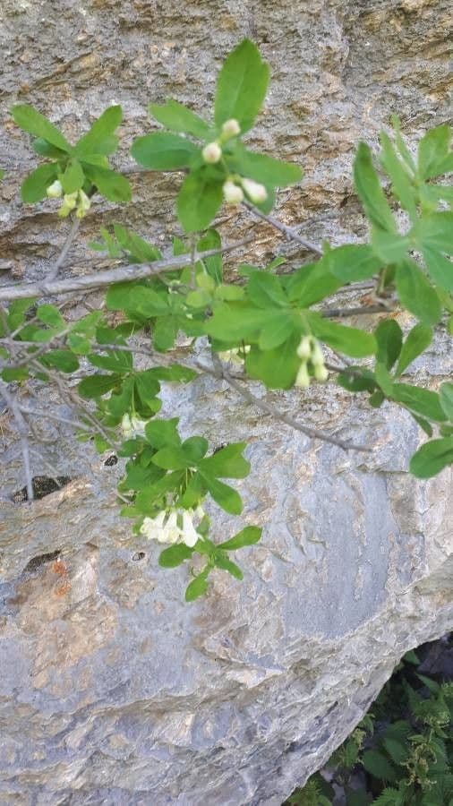 Caprifoglio pirenaico 14