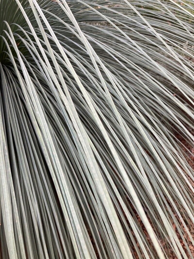 Xanthorrhoea glauca 14