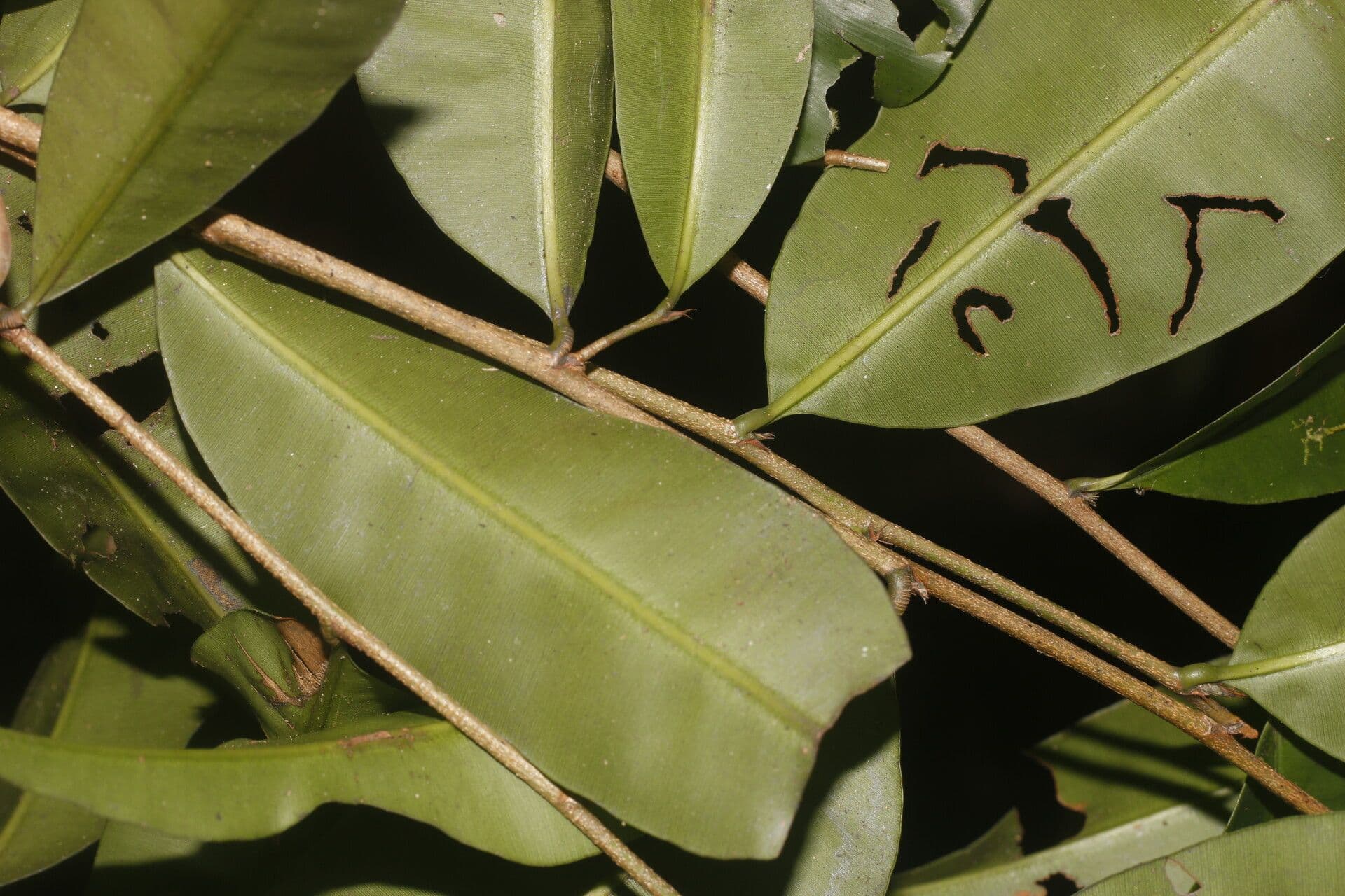 Elvasia 9