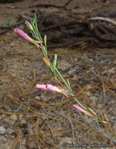 Gayophytum 4