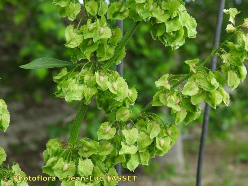 Krause-Sauerampfer 21