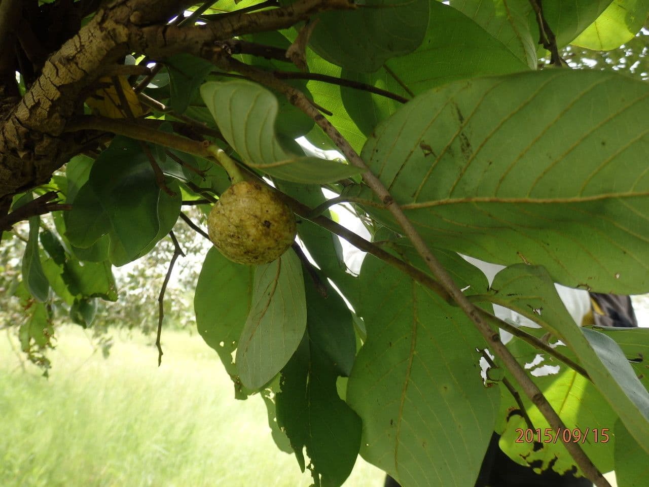 Annona senegalensis 15