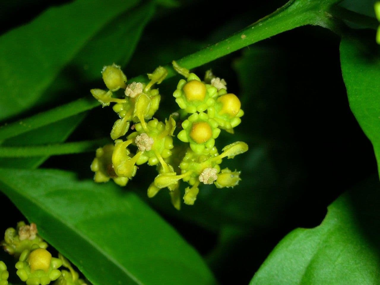 Bunchosia 6