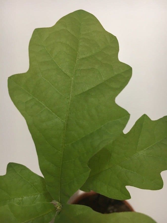 Quercia comune 16