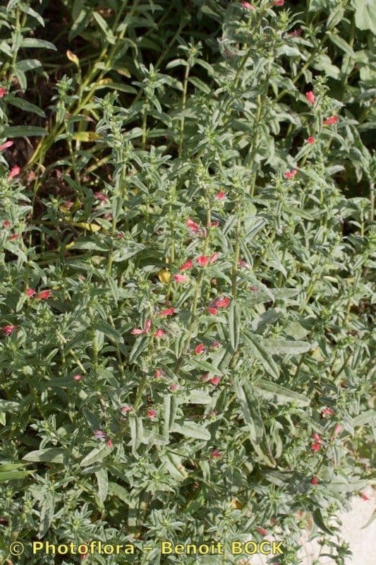Echium rosulatum 21