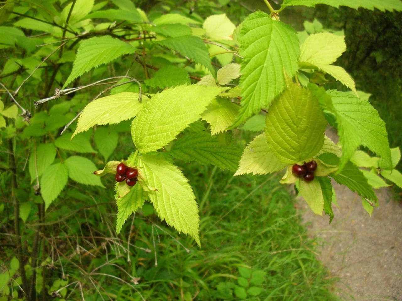 Rodotyp 15
