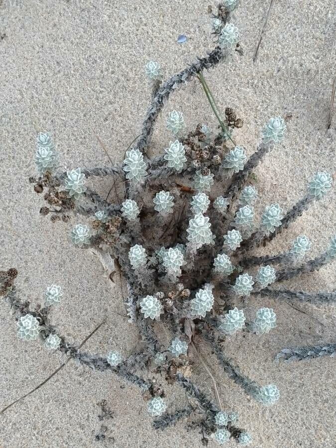 Achillea marittima 20