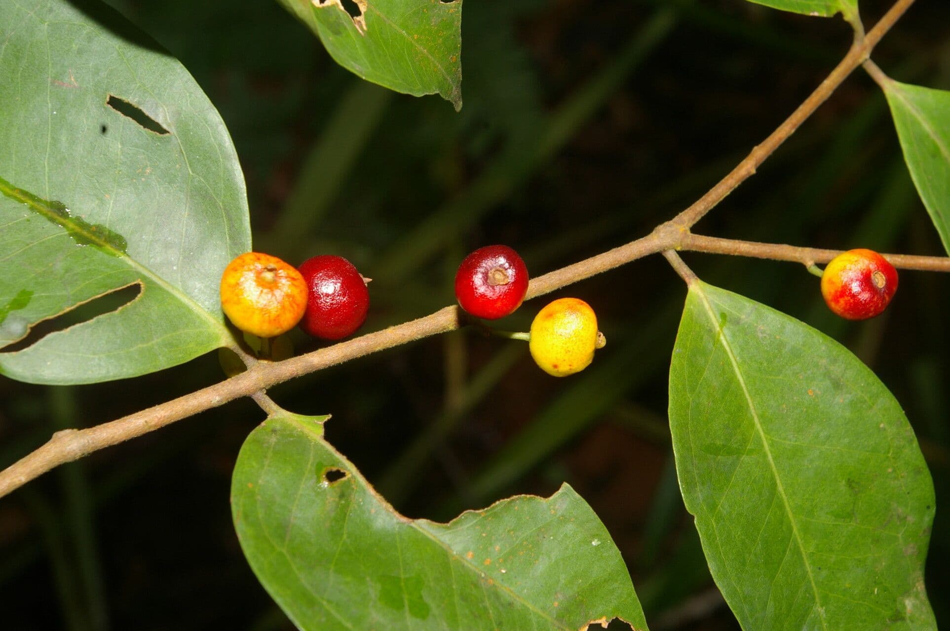 Eugenia 2