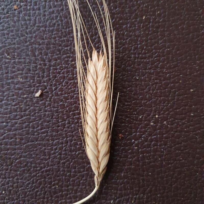 Grano monococco 3