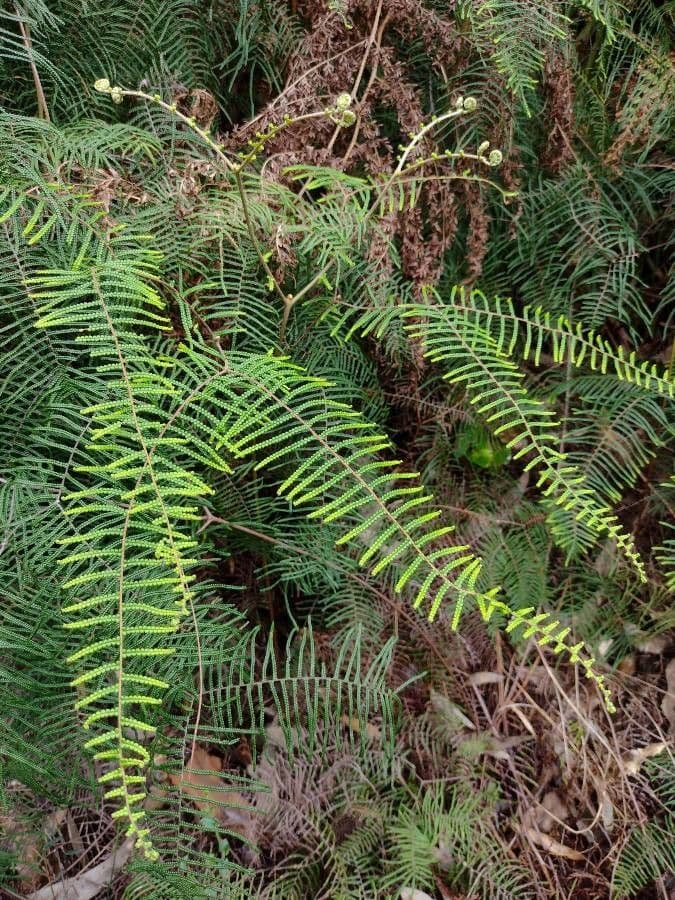 Gleichenia dicarpa 10