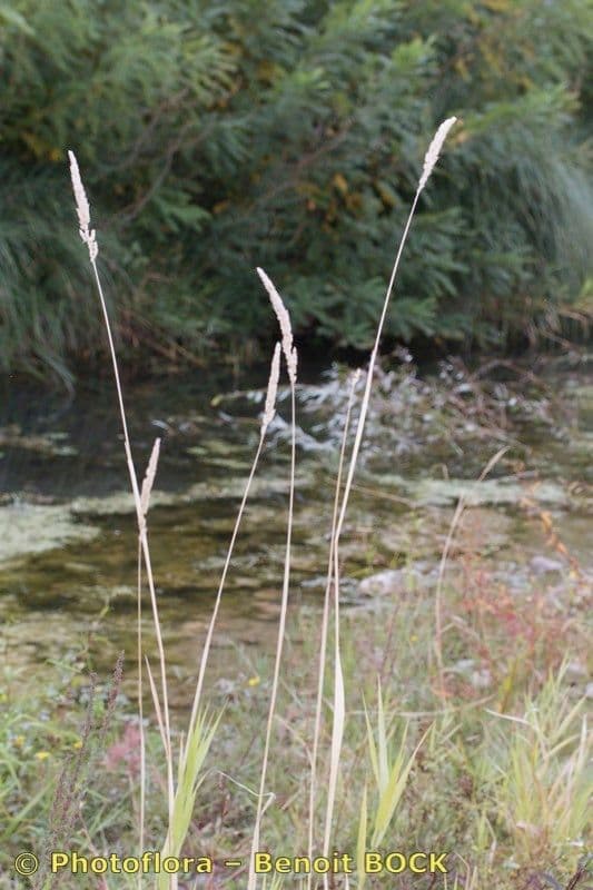 Fluss-Schilfgras 9