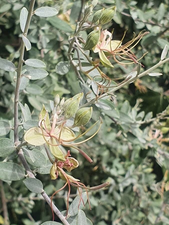 Cadaba farinosa 3