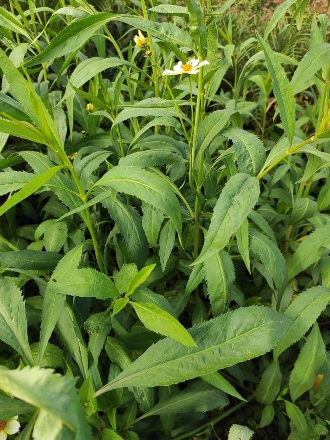 Bidens aurea 11