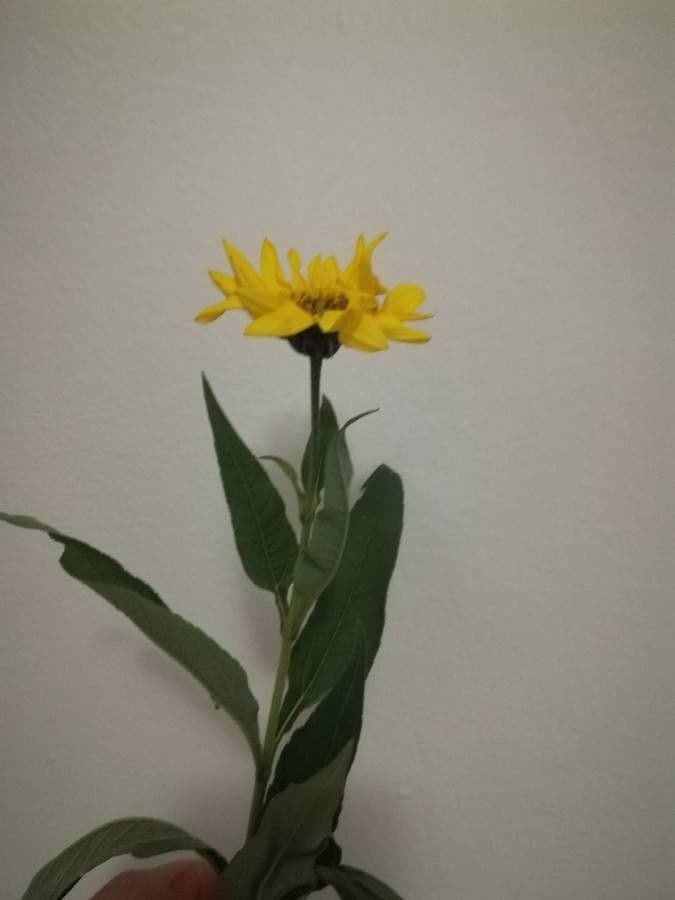 Girasole pauciflora 9