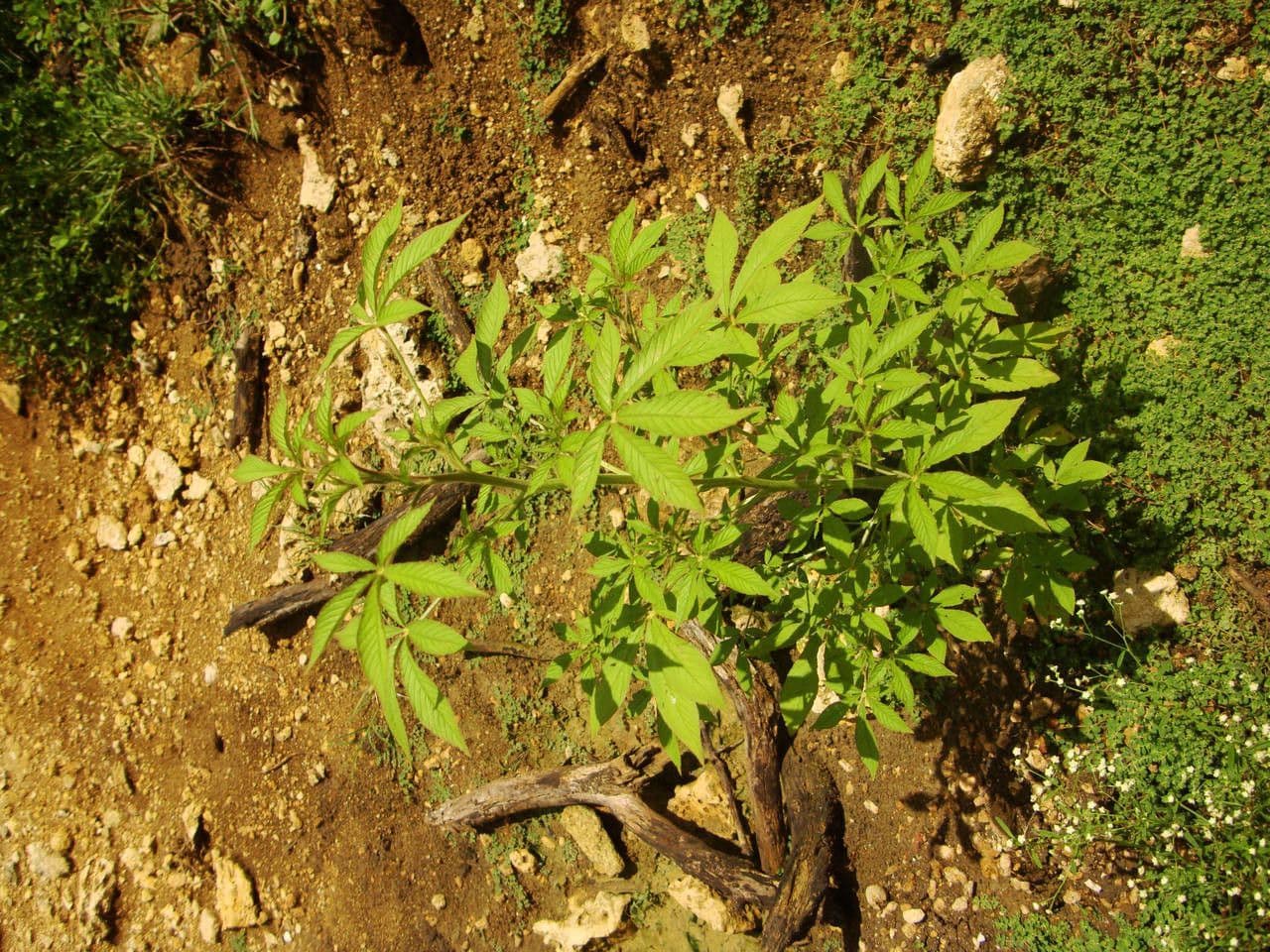 Pavučinkový kvet 15