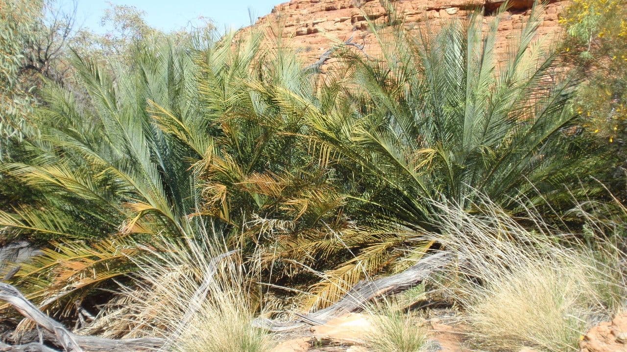 Macrozamia 4