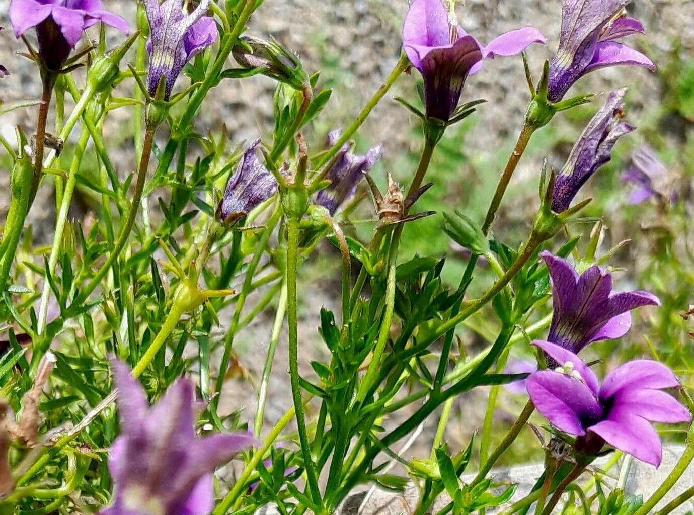 Monopsis 2