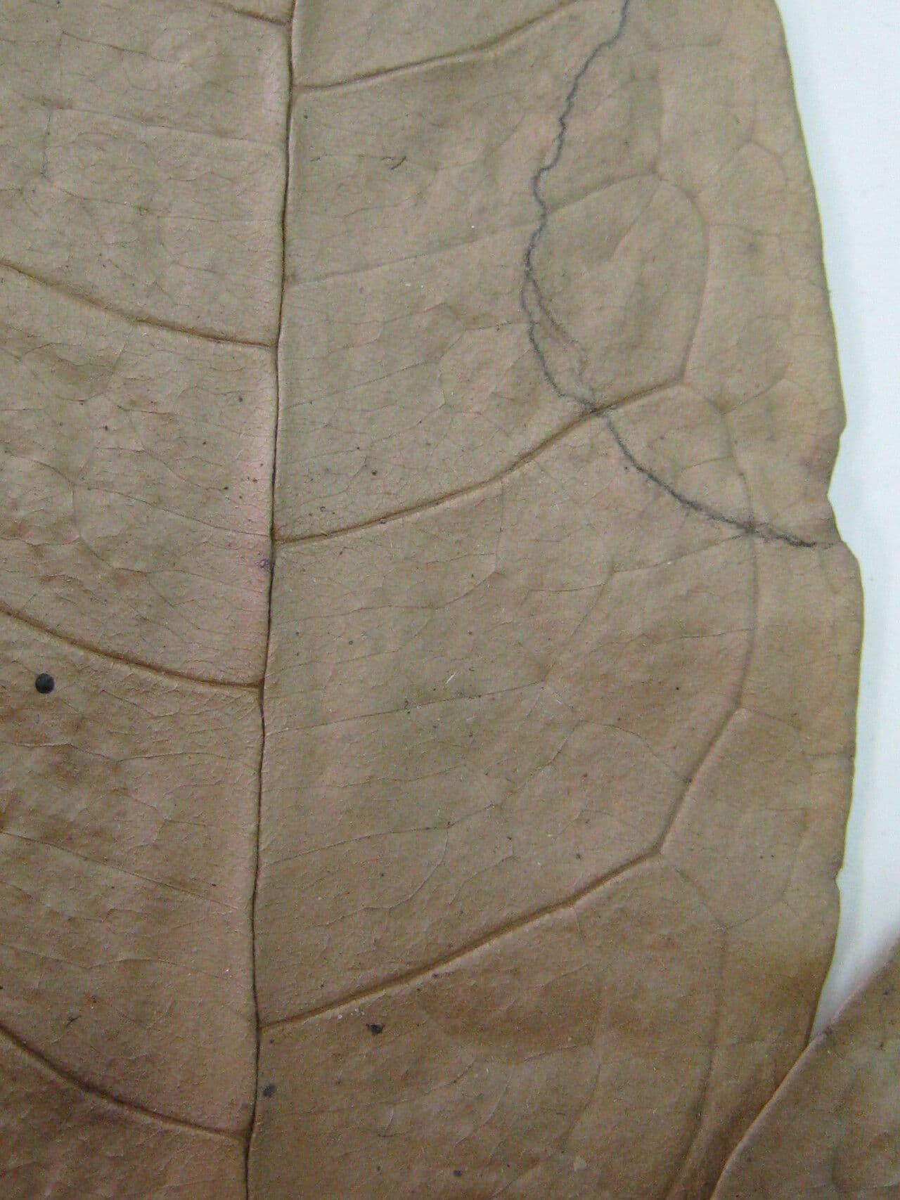 Anaxagorea 2